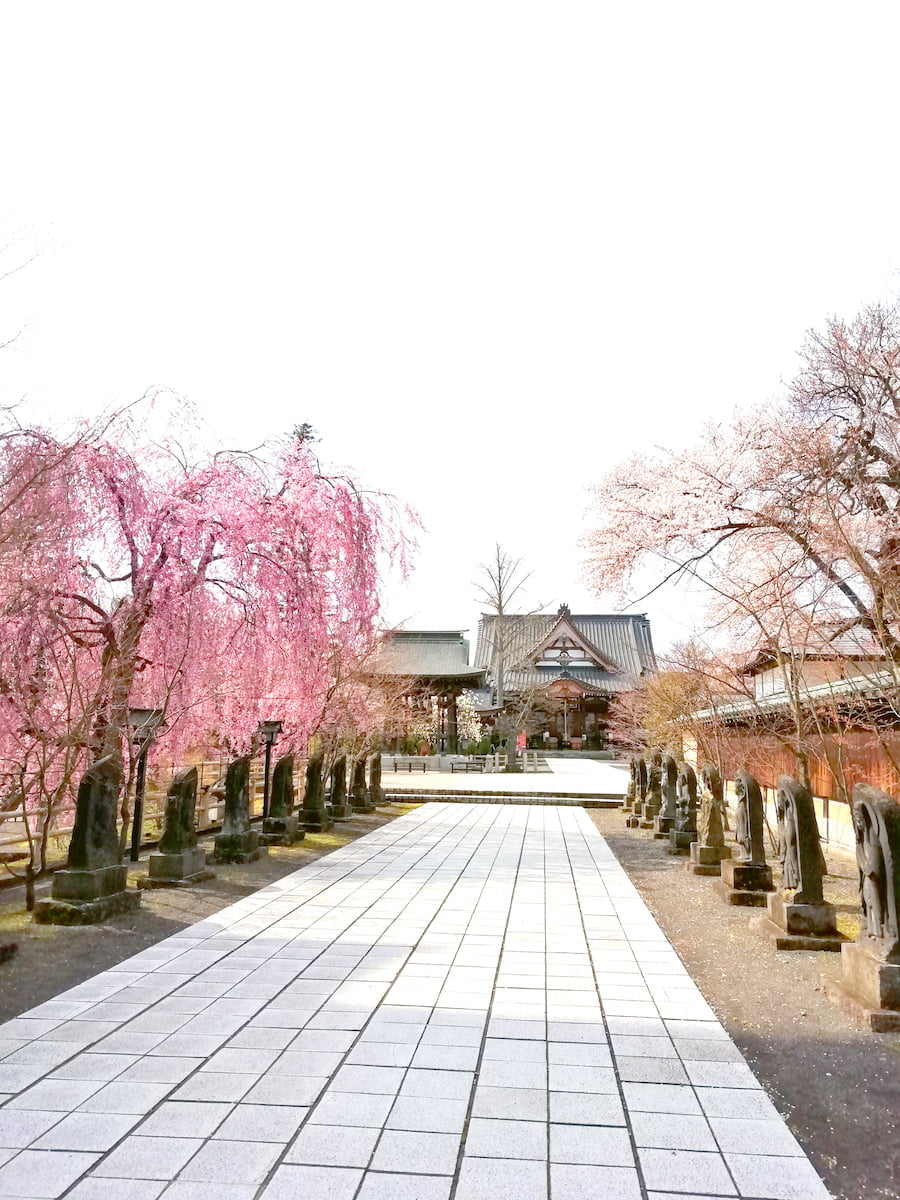 無人の最勝院桜まつり