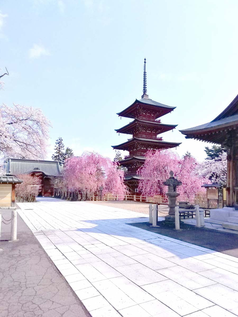 無人の最勝院桜まつり